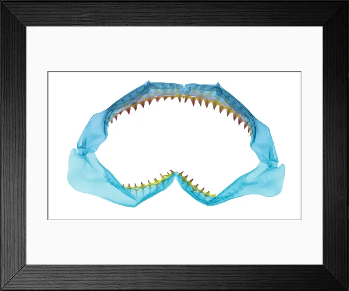 Framed Print : X-Ray of Shark Jaws Framed Print : X-Ray of Shark Jaws