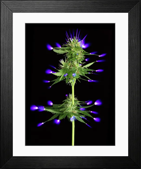 Framed Print : Cannabis bud and electrostatic discharge Framed Print : Cannabis bud and electrostatic discharge