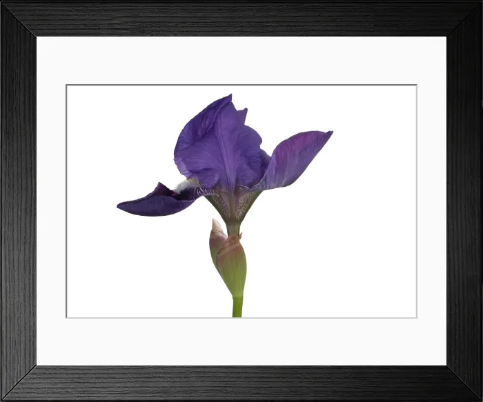 Framed Print : Blue Iris blooming Framed Print : Blue Iris blooming