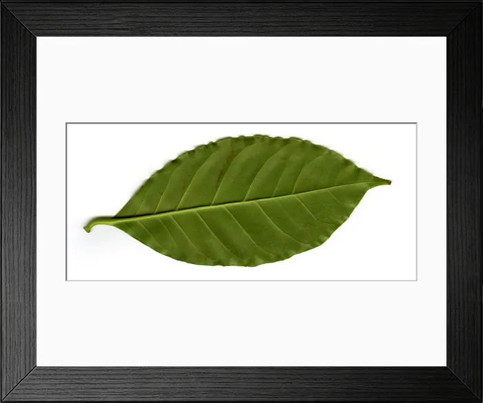Framed Print : Coffee Leaf (Coffea sp.), underside Framed Print : Coffee Leaf (Coffea sp.), underside
