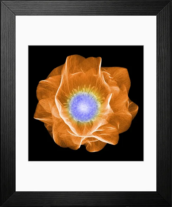 Framed Print : Hellebore Flower, X-ray