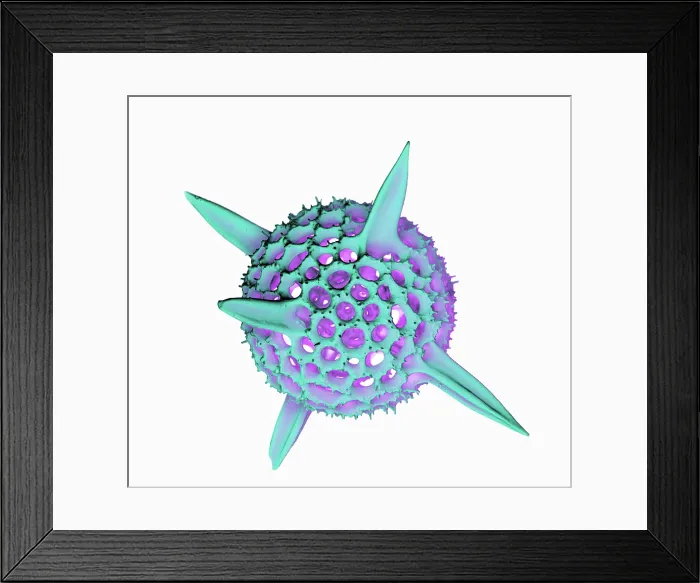 Framed Print : Radiolarian, scanning electron micrograph Framed Print : Radiolarian, scanning electron micrograph
