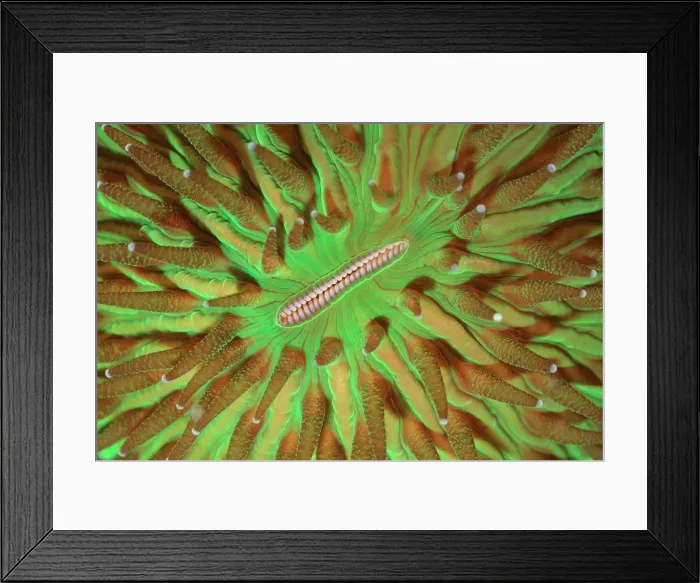 Framed Print : Fluorescent Coral Framed Print : Fluorescent Coral