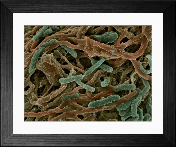 Framed Print : Thermophile Bacteria Framed Print : Thermophile Bacteria