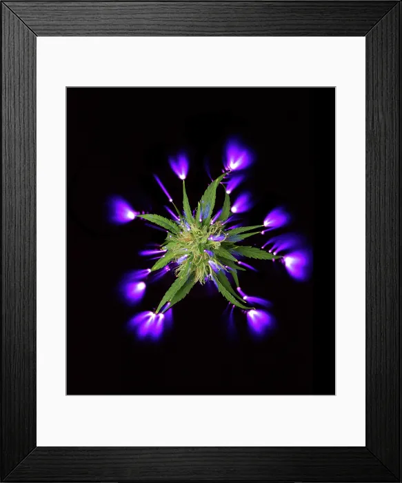 Framed Print : Cannabis bud and electrostatic discharge Framed Print : Cannabis bud and electrostatic discharge
