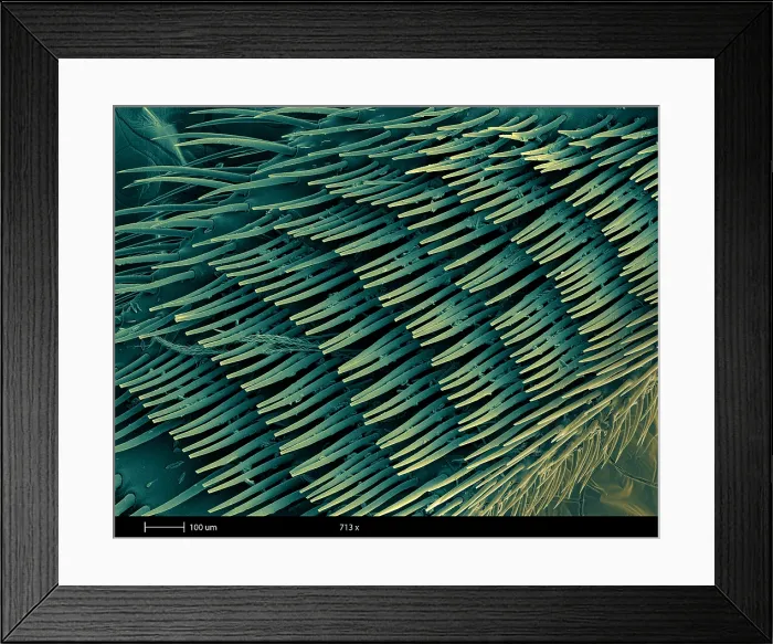Framed Print : Honey Bee Leg, under a microscope (SEM) Framed Print : Honey Bee Leg, under a microscope (SEM)