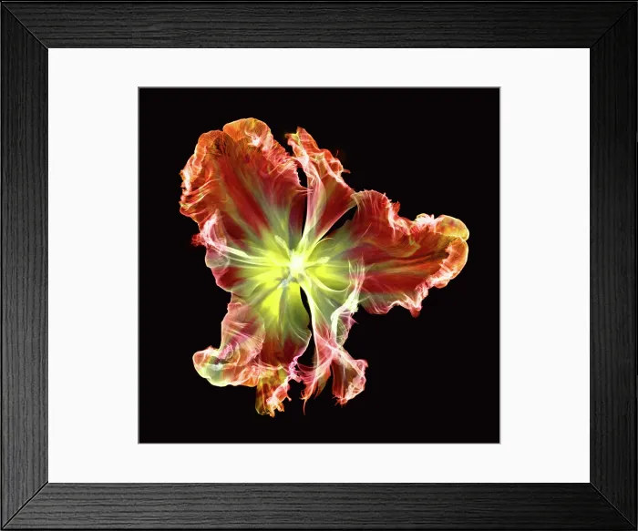 Framed Print : X-Ray of a Tulip Flower Framed Print : X-Ray of a Tulip Flower