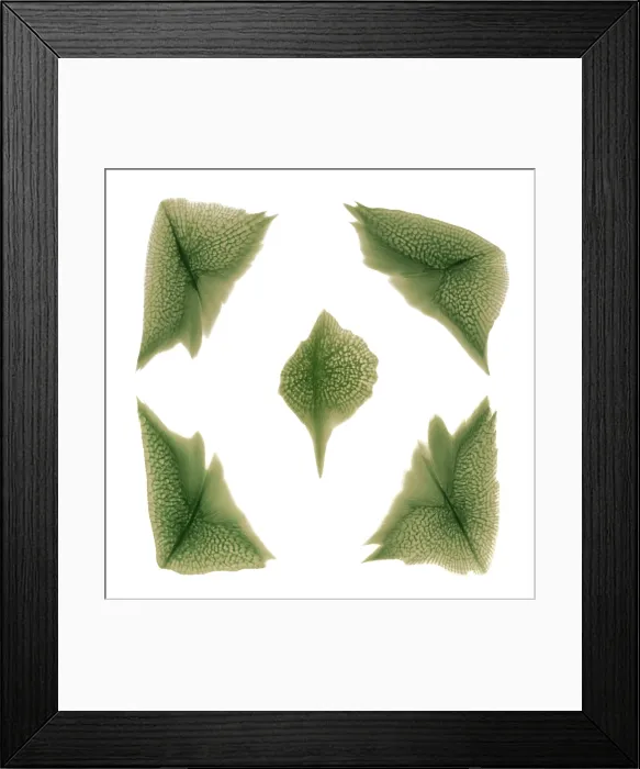 Framed Print : Sturgeon Scales, X-ray Framed Print : Sturgeon Scales, X-ray