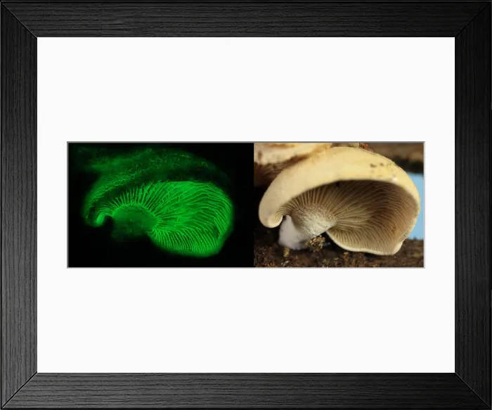Framed Print : Luminescent Mushroom, Panellus stipticus