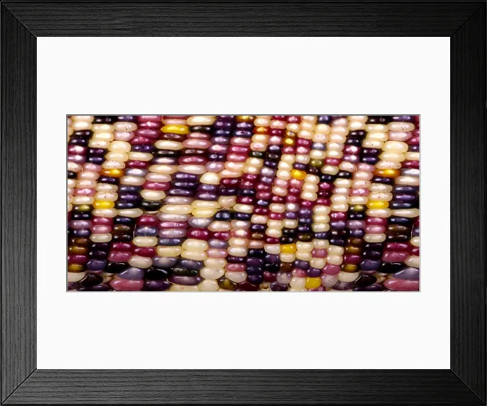 Framed Print : Slit-Scan Image of Flint Corn Framed Print : Slit-Scan Image of Flint Corn