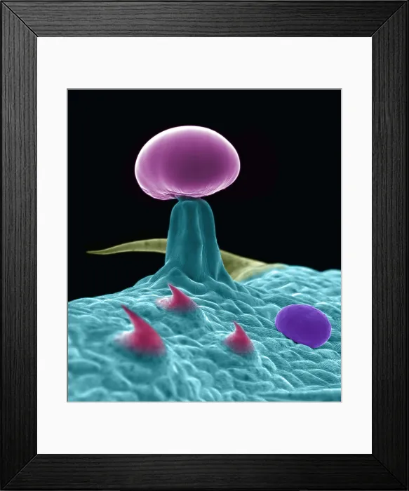 Framed Print : SEM Cannabis Trichomes Framed Print : SEM Cannabis Trichomes