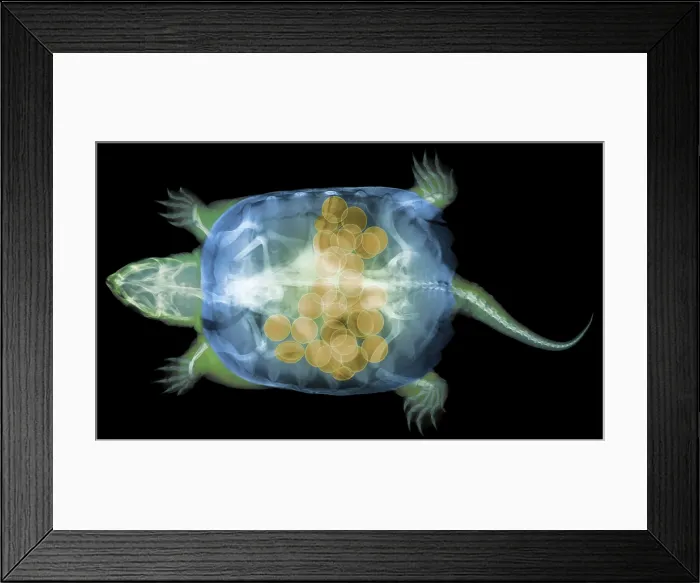 Framed Print : Snapping Turtle, X-Ray Framed Print : Snapping Turtle, X-Ray