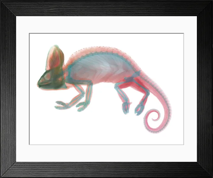 Framed Print : Veiled Chameleon X-Ray Framed Print : Veiled Chameleon X-Ray