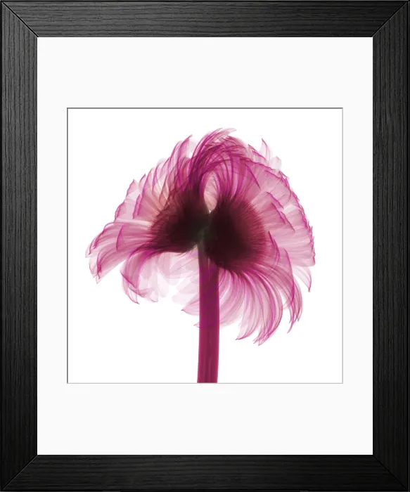 Framed Print : X-ray Gerber Daisy Framed Print : X-ray Gerber Daisy