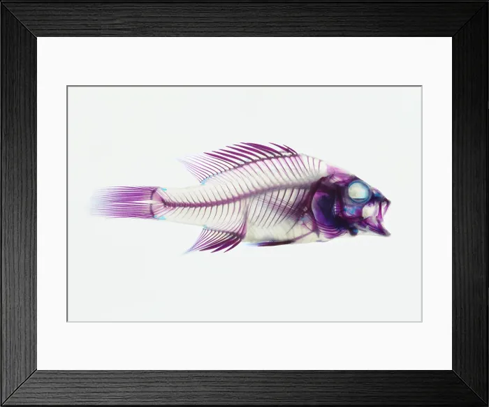 Framed Print : Stained Rockbass Fish Framed Print : Stained Rockbass Fish
