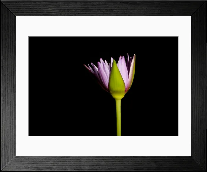 Framed Print : Waterlily opening (part of a series) Framed Print : Waterlily opening (part of a series)