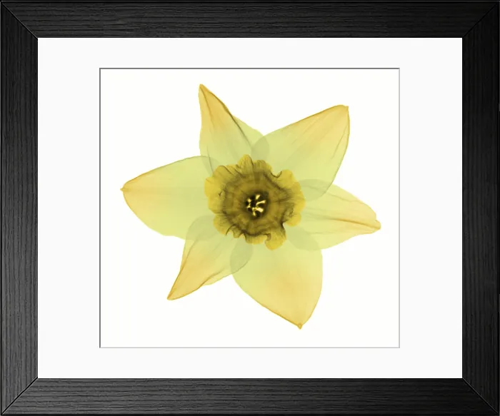Framed Print : X-ray of Daffodil Flower