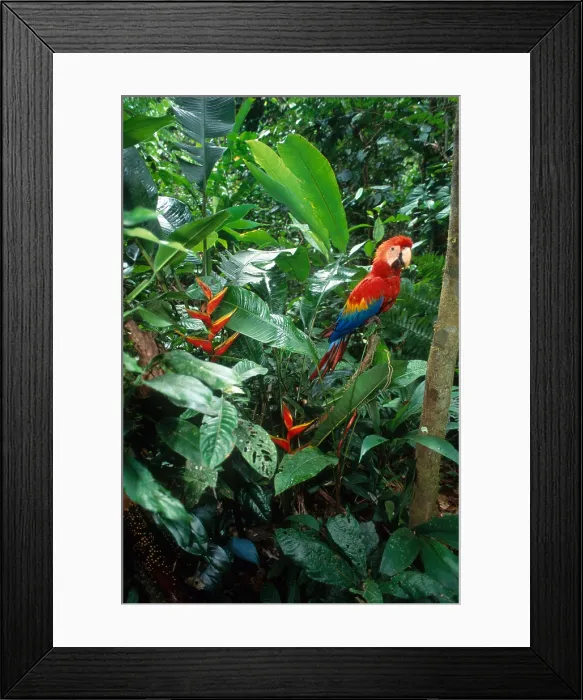 Framed Print : Scarlet Macaw Framed Print : Scarlet Macaw