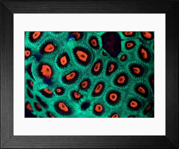 Framed Print : Fluorescent Coral in UV light Framed Print : Fluorescent Coral in UV light