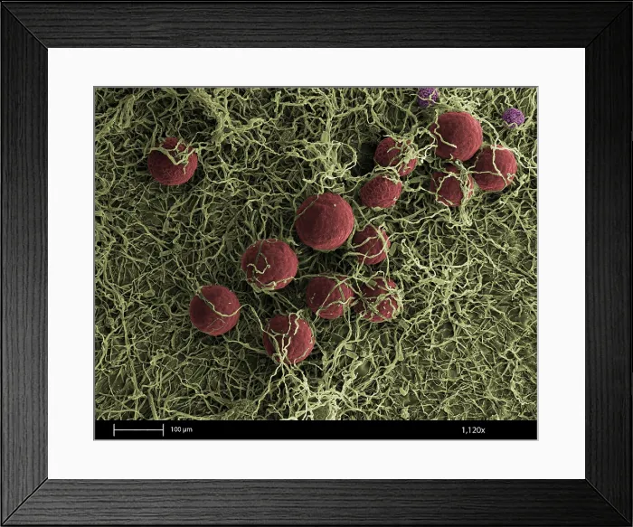Framed Print : Flowers, Digital Streak Image Framed Print : Flowers, Digital Streak Image