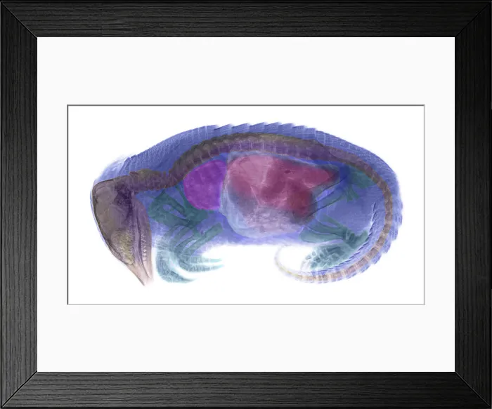 Framed Print : Armadillo, X-ray Framed Print : Armadillo, X-ray