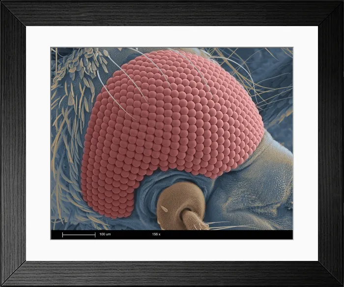 Framed Print : Mosquito's Head Framed Print : Mosquito's Head