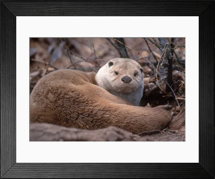 Framed Print : River Otter Framed Print : River Otter