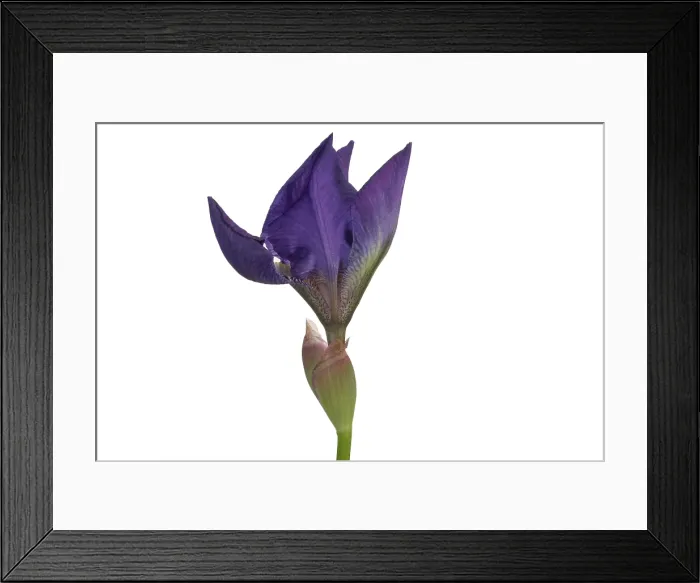 Framed Print : Blue Iris blooming Framed Print : Blue Iris blooming