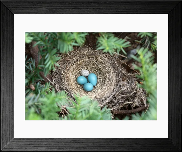 Framed Print : Robin's Nest and Cowbird Egg Framed Print : Robin's Nest and Cowbird Egg
