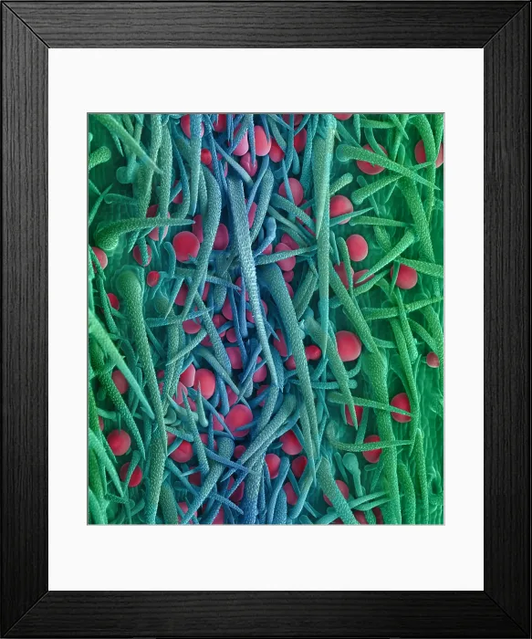 Framed Print : Stem of Marijuana Plant, scanning electron micrograph Framed Print : Stem of Marijuana Plant, scanning electron micrograph