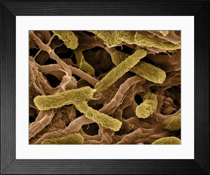 Framed Print : Thermophile Bacteria
