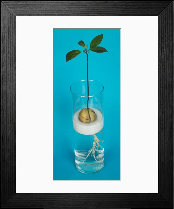 Framed Print : Avocado Seedling Framed Print : Avocado Seedling