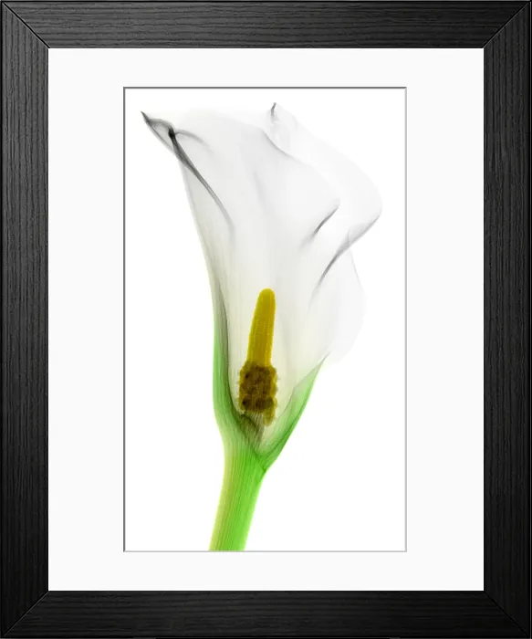 Framed Print : Calla Lily, X-ray Framed Print : Calla Lily, X-ray