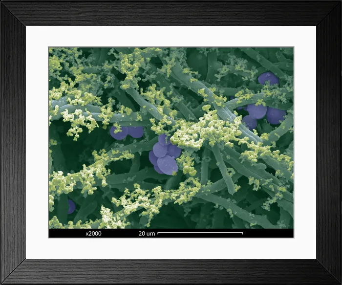 Framed Print : Blue Cheese