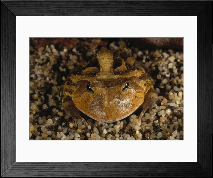 Framed Print : Argentine Horned Frog Framed Print : Argentine Horned Frog