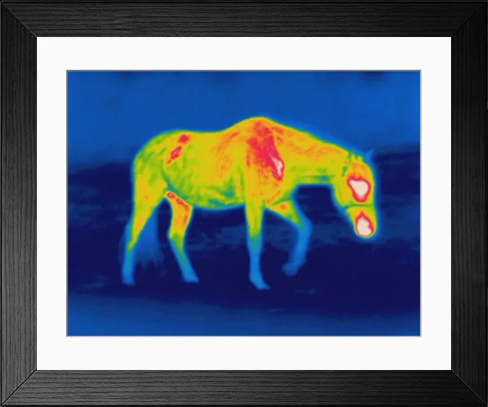 Framed Print : Thermogram of a horse
