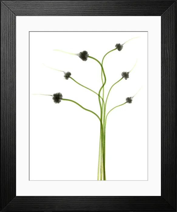 Framed Print : Hardneck Garlic Scapes, X-ray Framed Print : Hardneck Garlic Scapes, X-ray