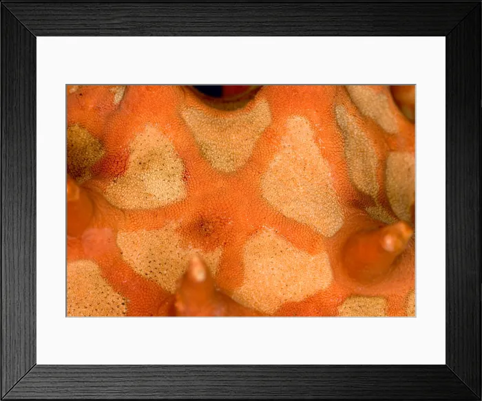 Framed Print : Close-up of skin of a Starfish Framed Print : Close-up of skin of a Starfish