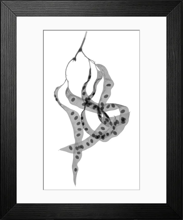 Framed Print : X-ray of a Thornless Honey Locust