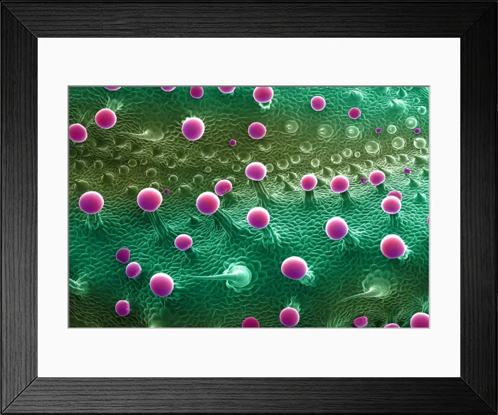 Framed Print : SEM Cannabis Trichomes Framed Print : SEM Cannabis Trichomes