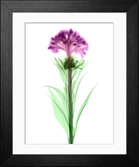 Framed Print : Cockscombs Flower, X-ray Framed Print : Cockscombs Flower, X-ray