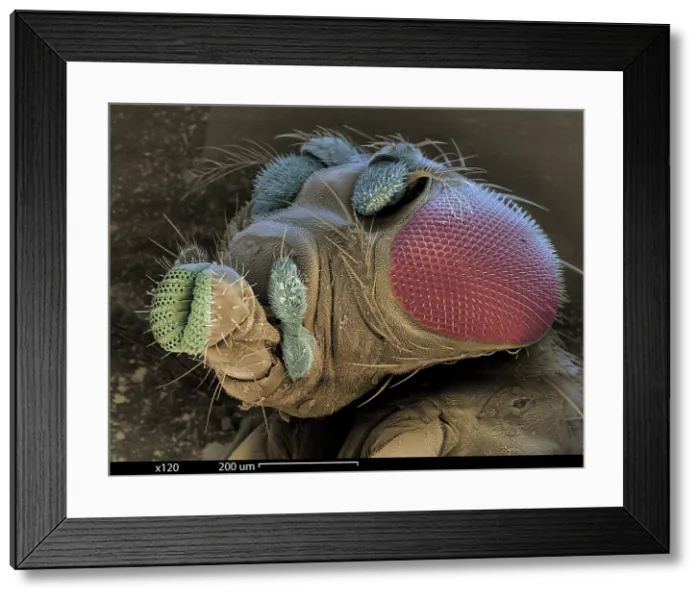 Framed Print : SEM of a Mutant Fruit Fly Framed Print : SEM of a Mutant Fruit Fly