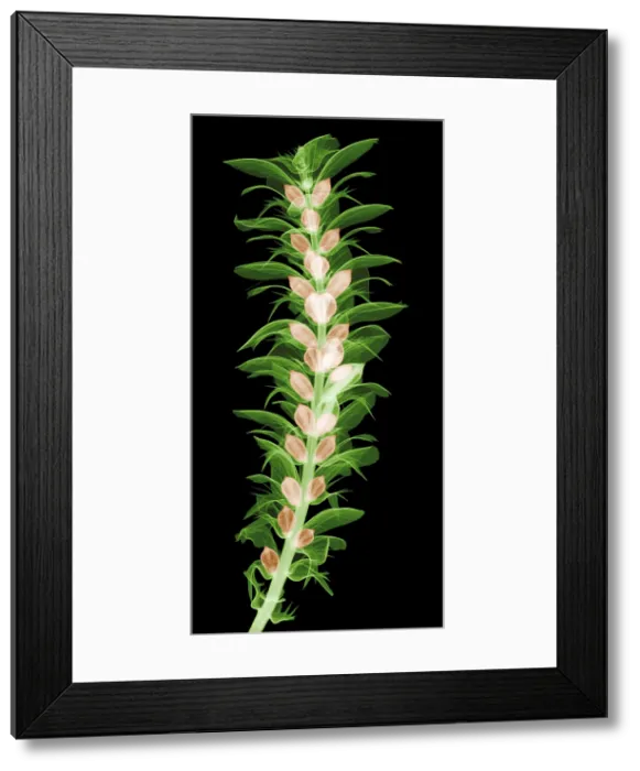 Framed Print : X-ray of an Acanthus Flower Framed Print : X-ray of an Acanthus Flower