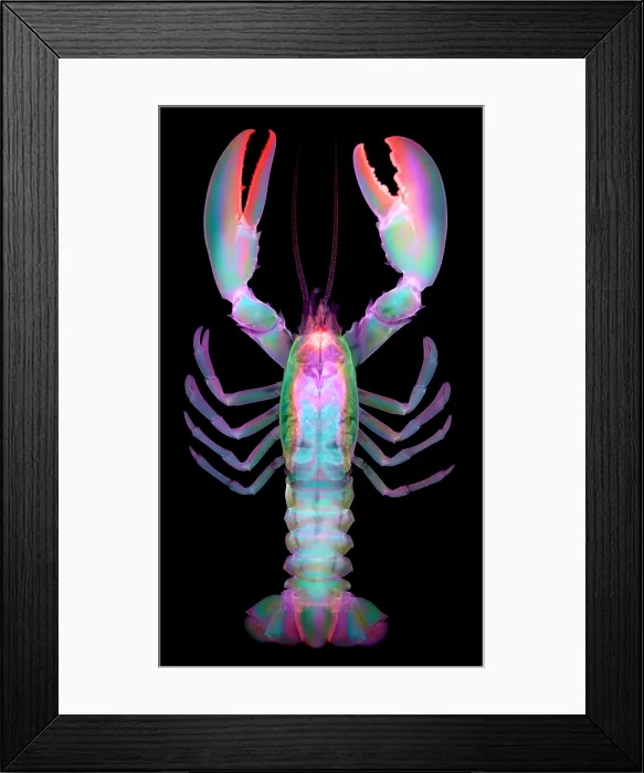 Framed Print : American Lobster Framed Print : American Lobster