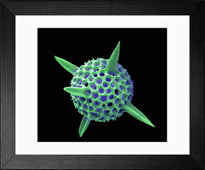 Framed Print : Radiolarian, scanning electron micrograph Framed Print : Radiolarian, scanning electron micrograph