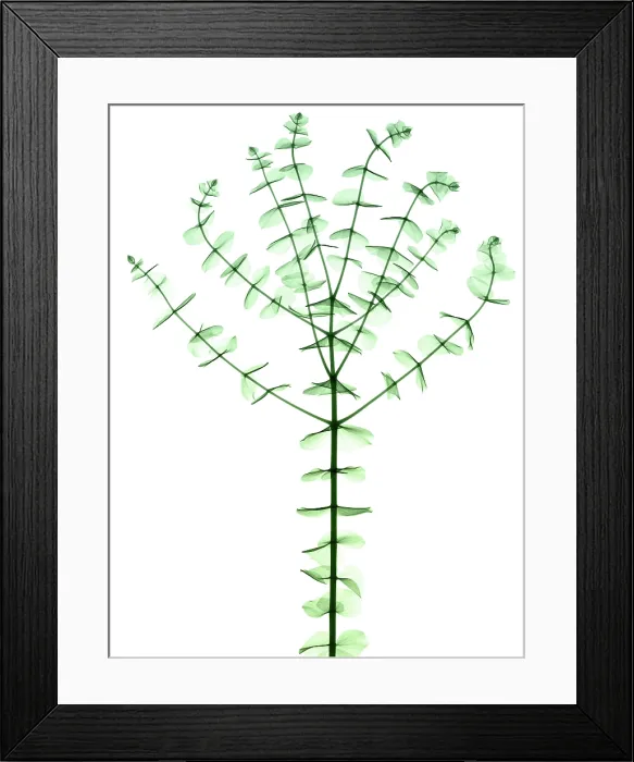 Framed Print : Eucalyptus, X-ray Framed Print : Eucalyptus, X-ray