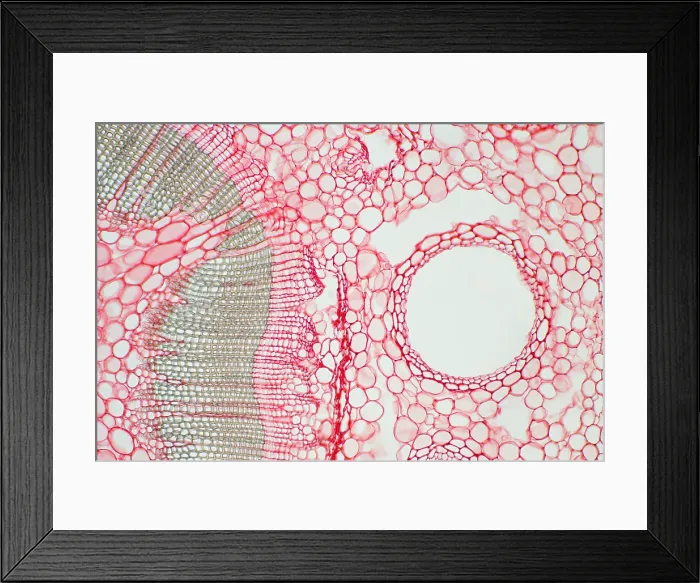 Framed Print : Umbrella Pine Stem under a microscope Framed Print : Umbrella Pine Stem under a microscope