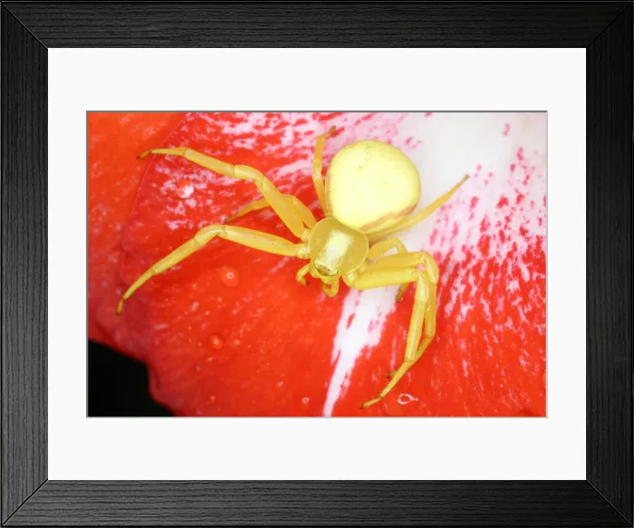 Framed Print : Crab Spider Framed Print : Crab Spider