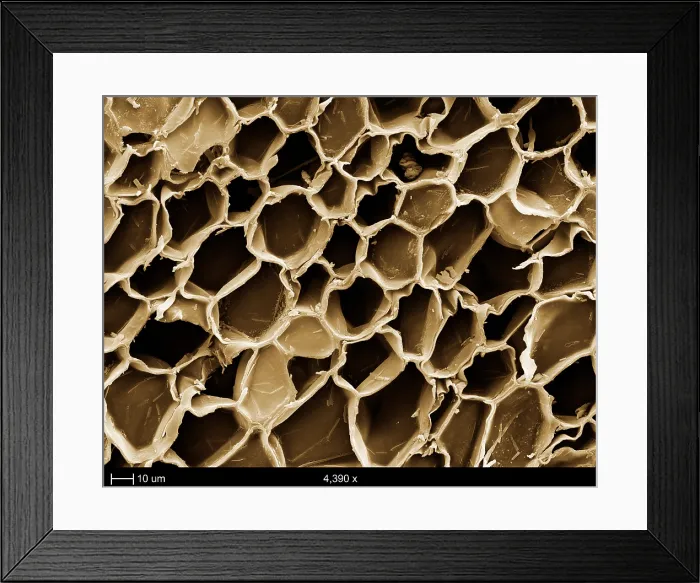 Framed Print : Cork Wood, under a microscope (SEM)