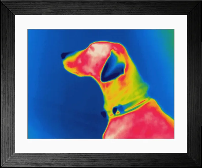 Framed Print : Thermogram of a dog Framed Print : Thermogram of a dog